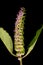 Vietnamese Balm Elsholtzia ciliata. Inflorescence Closeup
