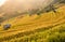 Vietnamese beautiful landscape rice field on terrace on the mountain and cottage.