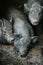 Vietnamese black bast-bellied pig. Herbivore pigs