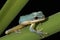 Vietnamese Blue Tree Frog