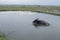 Vietnamese buffalo and ducks bathing in a pond in the rice field