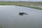 Vietnamese buffalo and ducks bathing in a pond in the rice field