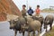 Vietnamese Children riding Water Buffalo