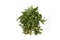 Vietnamese coriander also known as Vietnamese cilantro