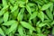 Vietnamese coriander plant background