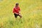 Vietnamese farmer choose good paddy for sell