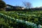 Vietnamese farmer harvest cabbage on agriculture field Da Lat, Vietnam