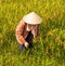 Vietnamese farmer harvesting rice on field