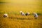 Vietnamese farmer harvesting rice on field