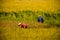 Vietnamese farmer harvesting rice on field