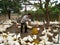 Vietnamese farmer to feed duck by rice