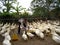 Vietnamese farmer to feed duck by rice