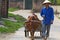 Vietnamese Farmer with Water Buffalo