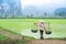 Vietnamese farmer works at rice field. Ninh Binh, Vietnam
