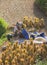 Vietnamese farmers harvesting rice on terraced paddy field