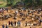 Vietnamese farmers selling and buying water buffalo