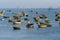 Vietnamese fisherman in a traditional round bamboo boat rowing to makeshift living rafts on the open sea near city of Danang,