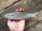 Vietnamese flathead grey mullet, Mugil cephalus