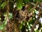 Vietnamese kitten sitting on a tree