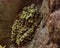 Vietnamese Mossy Frog