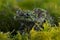 Vietnamese Mossy Frog (Theloderma Corticale)