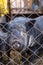 Vietnamese pigs behind a mesh fence on a farm