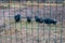 Vietnamese pigs behind a mesh fence on a farm