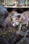 Vietnamese pigs behind a mesh fence on a farm.