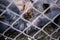 Vietnamese pigs behind a mesh fence on a farm.