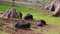 Vietnamese pigs graze on the lawn with fresh green grass.
