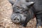 Vietnamese pot-bellied pig