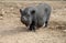 Vietnamese Pot-bellied pig, looking at camera