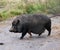 Vietnamese pot-bellied pig in nature