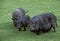 Vietnamese Pot-Bellied Pig, sus scrofa domesticus