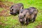 Vietnamese pot-bellied pigs graze on a lawn with fresh green grass.  The concept of natural cultivation