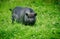 Vietnamese pot-bellied pigs graze on a lawn with fresh green grass. The concept of natural cultivation