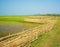 Vietnamese rural, paddy field, bamboo fence