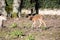 Vietnamese Sika deer, Cervus nippon pseudaxis, was exterminated