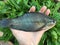 The Vietnamese snakeskin gourami, Trichopodus pectoralis