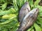 The Vietnamese snakeskin gourami, Trichopodus pectoralis