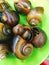 Vietnamese steamed snails on dish for street food