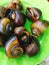 Vietnamese steamed snails on dish for street food