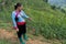 Vietnamese woman guide in traditional costume showing local plants