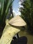 Vietnamese woman rows boat closeup