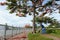 Vietnamese woman sanitation worker working under phoenix tree at riverside park