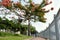 Vietnamese woman sanitation worker working under phoenix tree at riverside park