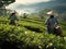 Vietnamese women pick tea leaves