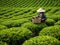 Vietnamese women pick tea leaves