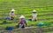 Vietnamese women plant out young mint