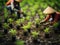 Vietnamese women transplant rice seedlings